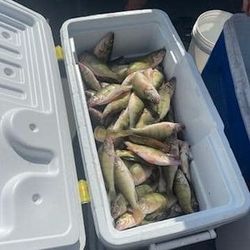 Successful Perch Fishing in  Lake Erie! Great day!