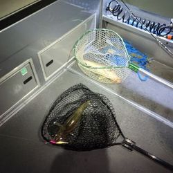 Embark on Lake Erie fishing trips