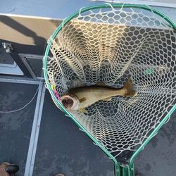 Experience the thrill of walleye fishing