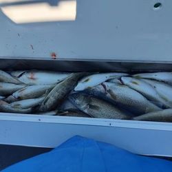 Cast your line in Lake Erie, Fishing walleye