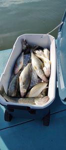 Five fish caught at Lakeside Marblehead during a fishing trip