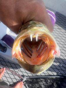 Fish-Species