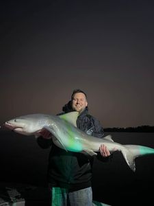 Fish-Species