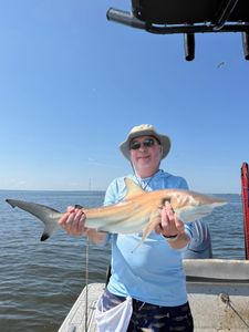 Atlantic Sharpnose Shark in Riverview
