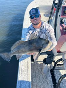 A single black drum fish caught in Florida