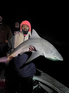 Blacktip shark fishing at Riverview