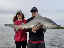 Bonnethead shark caught by fisherman in Riverview