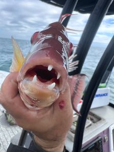Fishing in FL