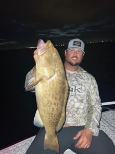 Gag grouper fish caught in Riverview