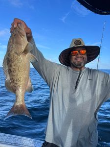 Gag Grouper caught while fishing in Riverview