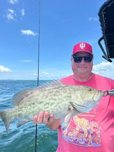 Gag grouper caught while fishing in Riverview FL waters