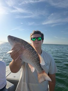 Grey snapper caught while fishing in Riverview FL waters