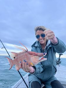 Hogfish, 19 inch catch from Riverview