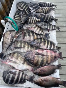 8 grey snapper and sheepshead fish caught in FL