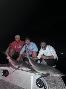 Two Atlantic Sharpnose Sharks and Sandbar Sharks fishing in Riverview