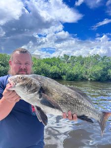 Catch of the day: Massive black drum fish caught in Florida