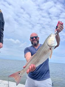 Redfish measuring 29 inches caught in FL