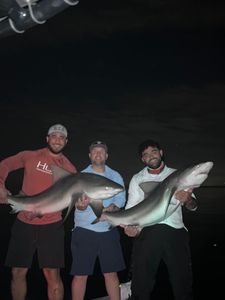 Two sand tiger sharks and bull sharks swimming in Riverview