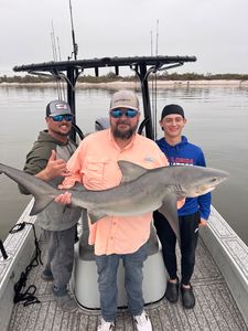 Impressive catch of a sand tiger shark measuring 39 inches