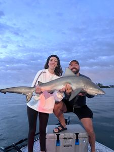 Sandbar shark measuring 31 inches caught in Riverview
