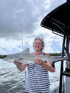 Sandbar shark caught in Riverview