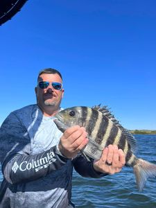 Sheepshead fish caught in Riverview