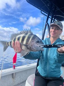 Sheepshead fish caught in Riverview