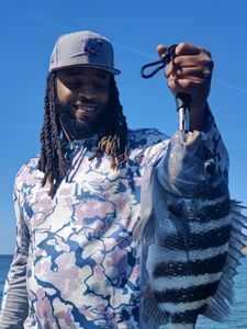 Sheepshead fish caught in Riverview