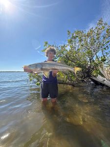 Snook, a 40-inch fish, caught while fishing in Riverview