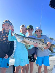 Snook, a large fish, caught in FL