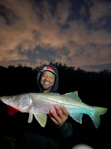 Snook fish caught in Riverview