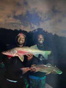 2 snook fish caught in Riverview