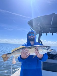 Spotted Weakfish caught while fishing in Riverview