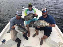 Three tripletail fish caught in FL