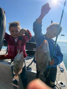 Two white grunt fish caught while fishing in Riverview FL