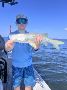 Huge 26-inch snook reeled in using heavy tackle!