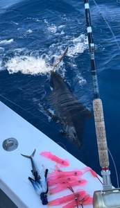 Cruising and fishing in Morehead City