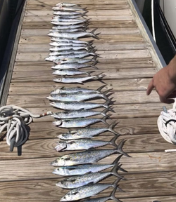 4 fish caught in NC during cruises and fishing