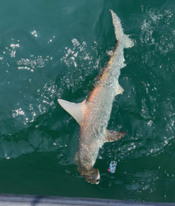 Bull shark swimming in the ocean at Wrightsville Beach