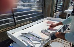 Spanish Mackerel fish at Wrightsville Beach