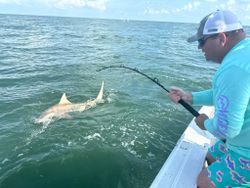 Sharks are circling today in Orange Beach