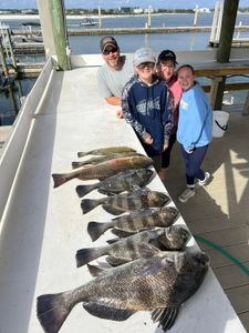 Two black drum fish being caught by 4 people in Orange Beach
