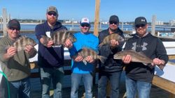 Three sheepshead and black drum fish caught in Orange Beach
