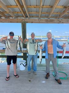 A group of 5 king mackerel, cero mackerel, spanish mackerel, and spotted weakfish caught while fishing in Orange Beach