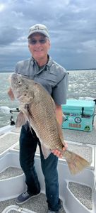Angler holding a large black drum fish caught in AL