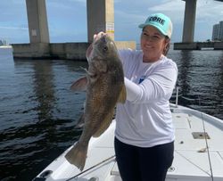 A big black drum fish caught in Orange Beach