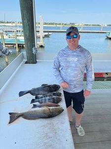 Two black drum and redfish caught by angler in Alabama