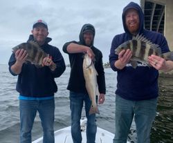 3 sheepshead fish caught in Alabama