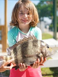 Sheepshead in Orange Beach