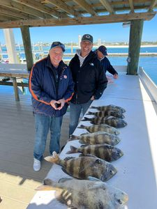 Four sheepshead fish caught in Orange Beach